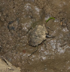 Gelastocoris oculatus