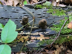 Xylaria longipes