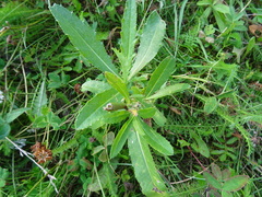 Cirsium arvense integrifolium
