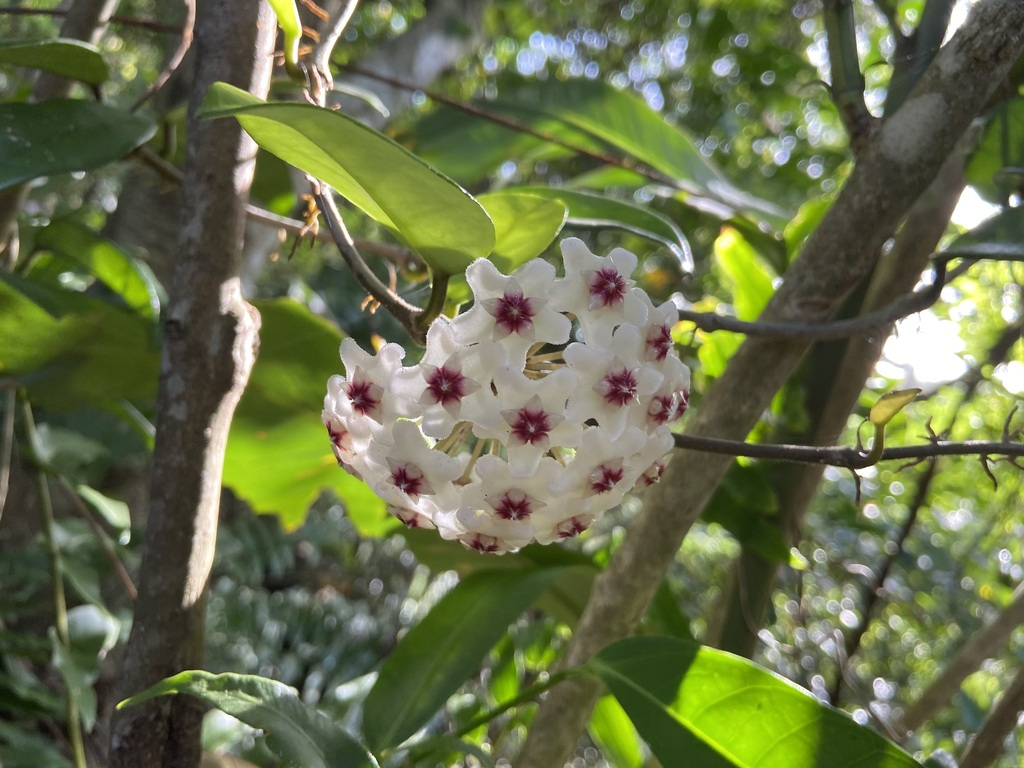 Hoya Carnosa (Wax Plant)