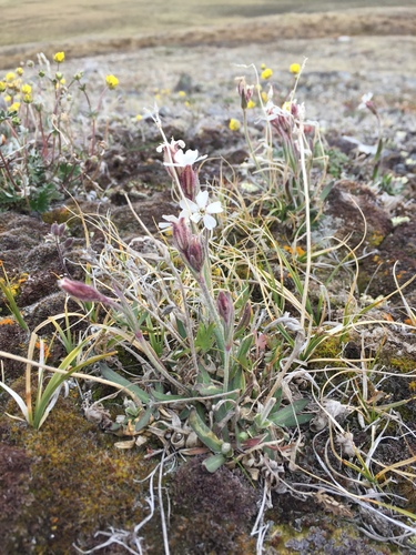 Silene involucrata ssp. involucrata