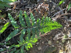 Microlepia marginata bipinnata