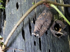 Xylaria longipes