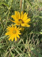 Helianthus maximiliani