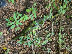 Xylaria longipes