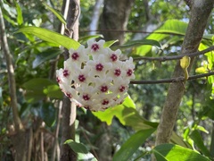 Hoya carnosa