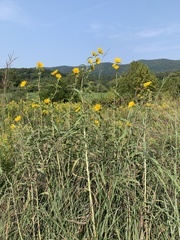 Helianthus maximiliani