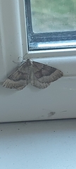 Larentiinae