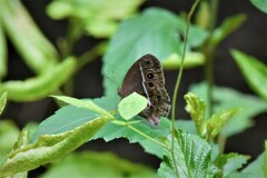 Mycalesis mineus