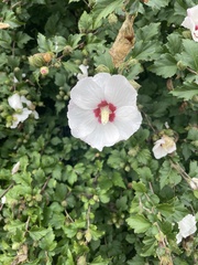 Hibiscus syriacus
