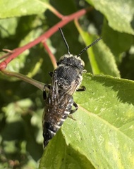 Coelioxys