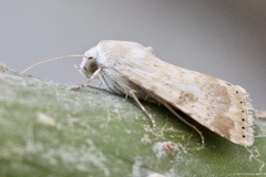 Heliothis peltigera