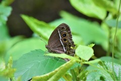 Mycalesis mineus