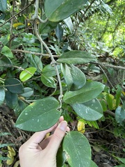 Hoya carnosa