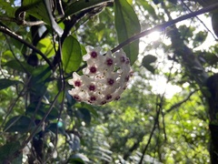Hoya carnosa