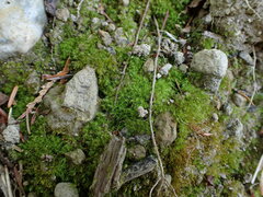 Ulota obtusiuscula
