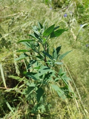 Chenopodium