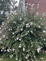 Hibiscus syriacus