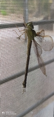 Gynacantha bifida