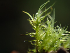 Ulota obtusiuscula