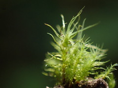 Ulota obtusiuscula