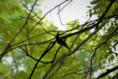 Terpsiphone paradisi