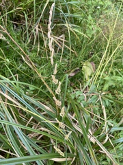 Beckmannia eruciformis