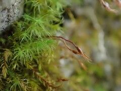 Ulota obtusiuscula
