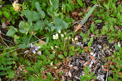 Cherleria arctica