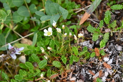 Cherleria arctica