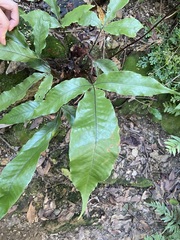 Tectaria harlandii