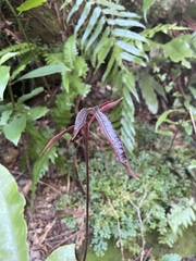 Tectaria harlandii