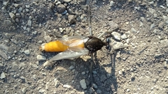 Archilestris magnificus