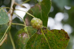 Pemphigus spyrothecae
