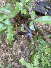 Tectaria harlandii
