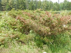 Juniperus communis depressa