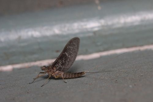 Speckled Duns (Genus Callibaetis) · iNaturalist Canada