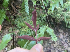 Tectaria harlandii