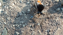 Archilestris magnificus