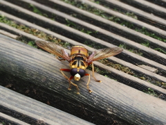 Milesia crabroniformis