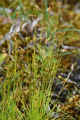 Carex williamsii