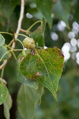 Pemphigus spyrothecae