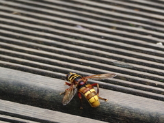 Milesia crabroniformis