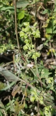 Mirabilis nyctaginea