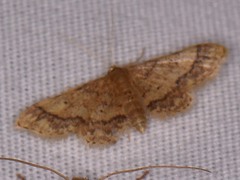 Idaea celtima