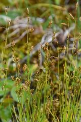 Carex williamsii