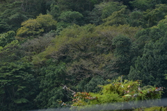 Ficus