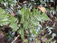 Ctenitis subglandulosa