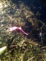 Ranunculus aquatilis