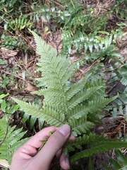 Ctenitis subglandulosa